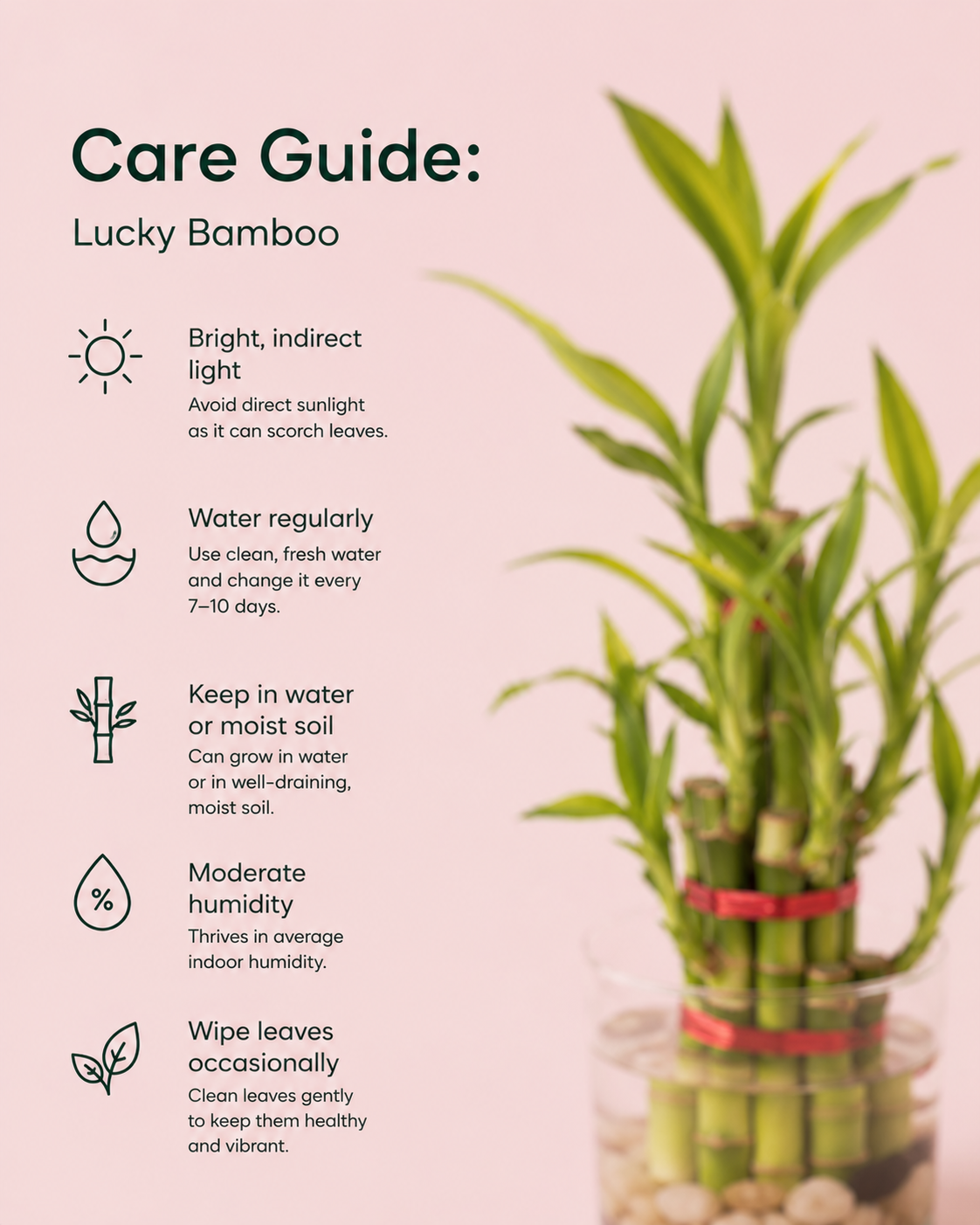 Bamboo Plant - 2 layers