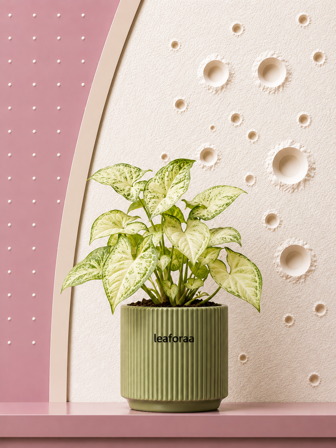 Syngonium Pixie White