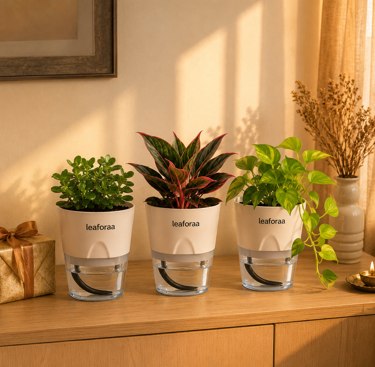 Gift a Garden — 3 Plant Bundle 🌿