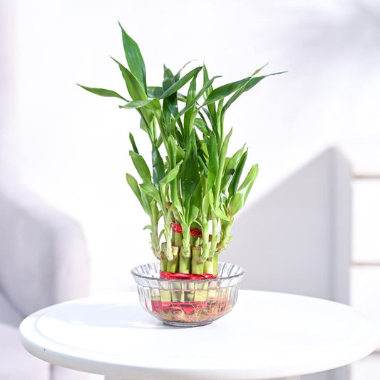 Bamboo Plant -  2 layers