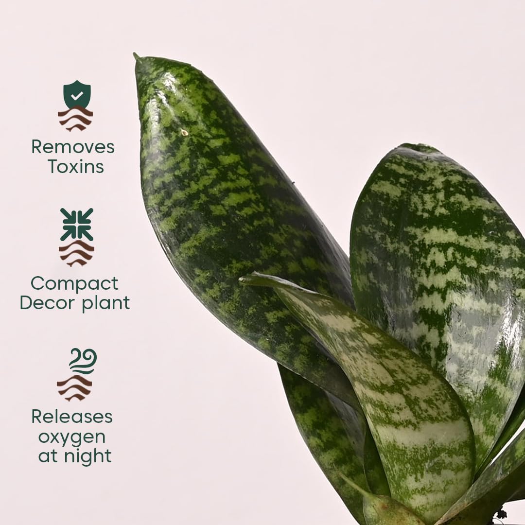 Leaforaa Sansevieria Green Snake Air Purifier Plant with Self Watering –  leaforaa