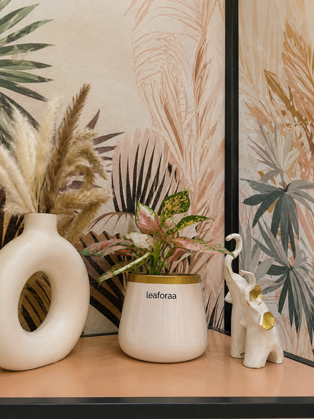 Aglaonema Lipstick Plant