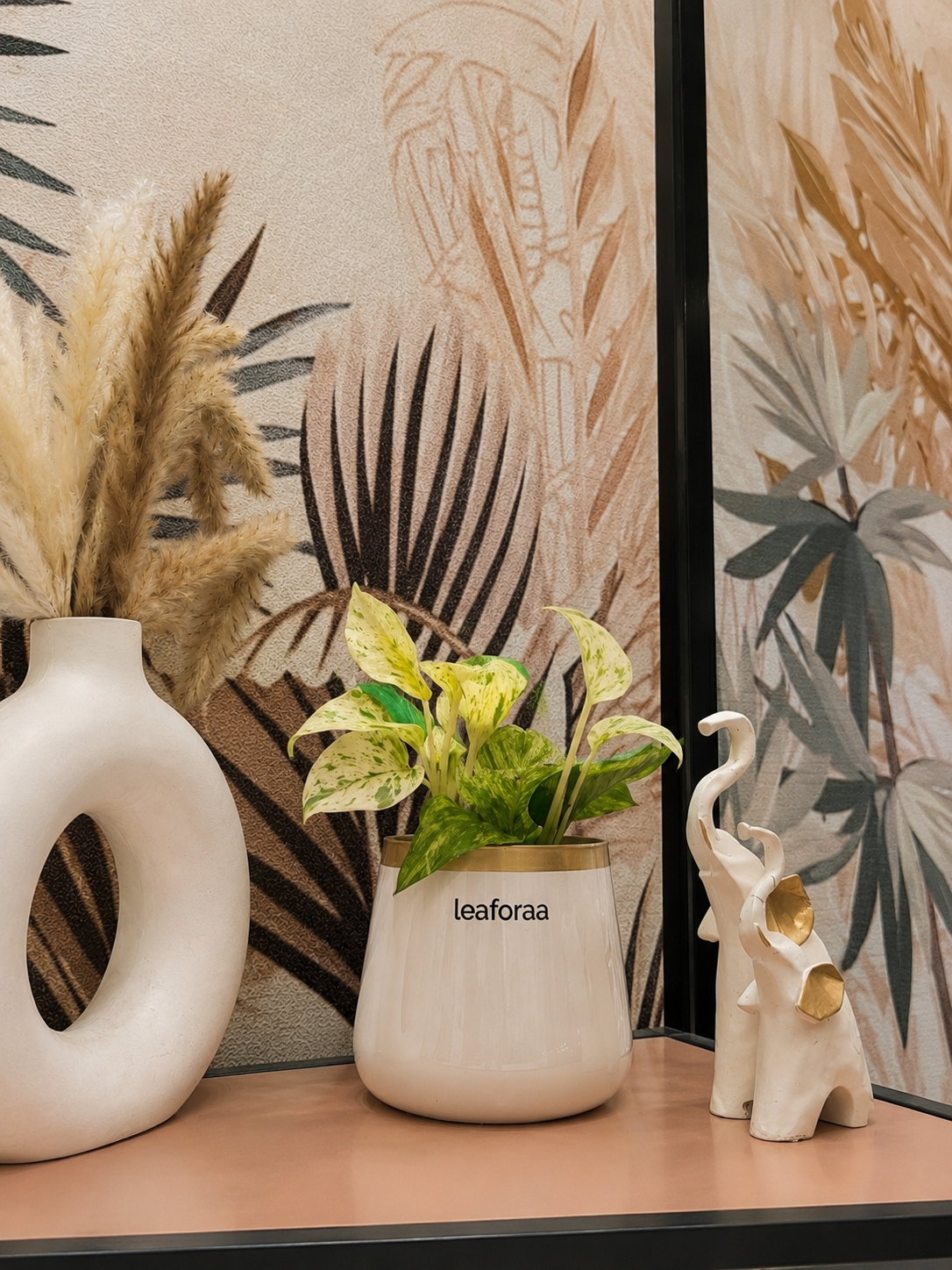 Money Variegated Plant
