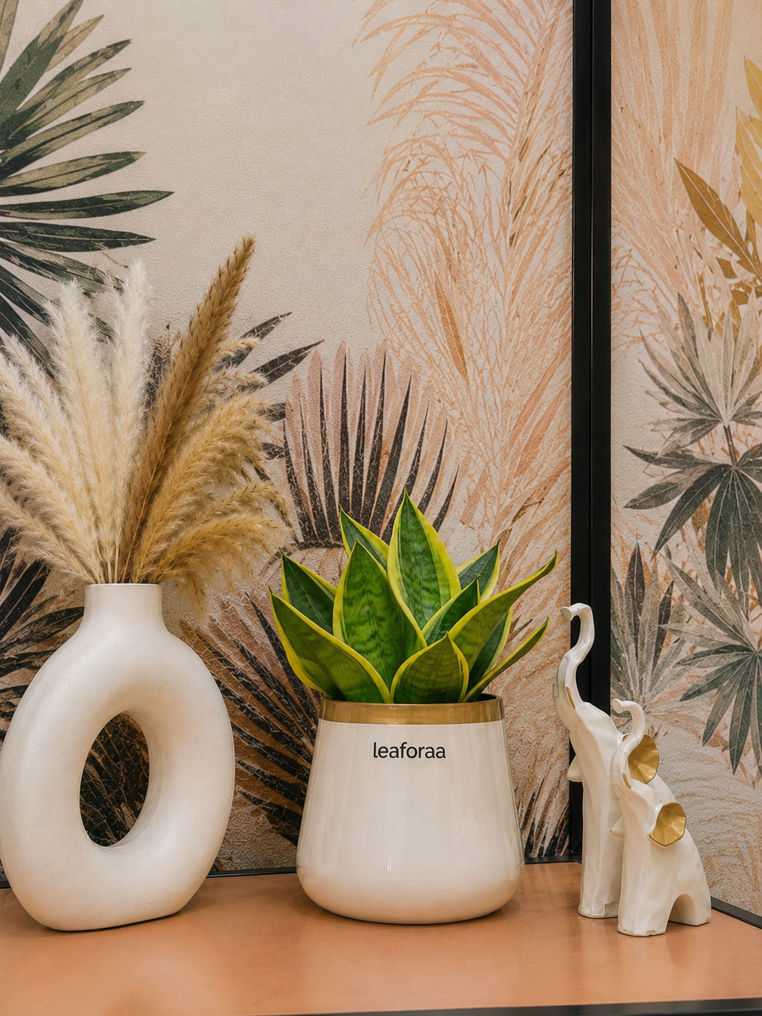 Sansevieria Golden Hahnii Snake Live Plant