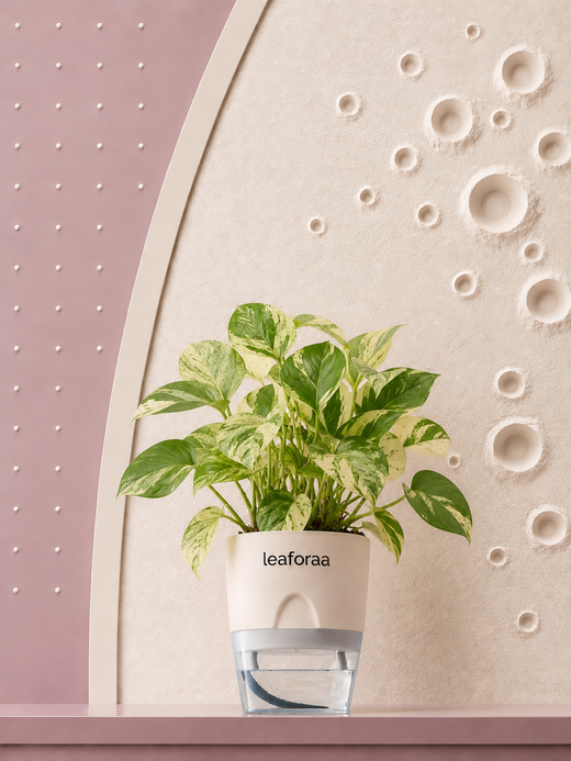 Money Variegated Plant