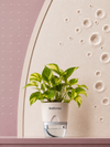 Golden Money Plant
