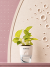 Philodendron Ceylon Golden