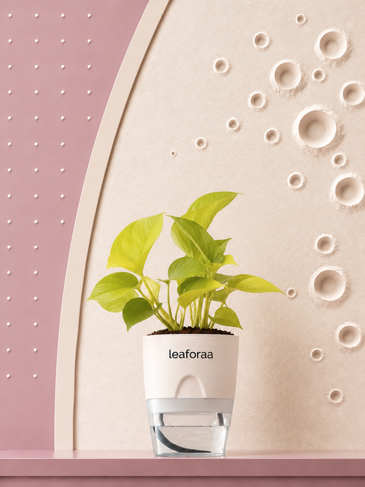 Philodendron Ceylon Golden