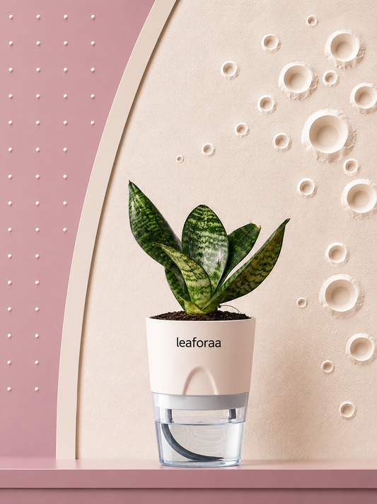 Sansevieria Green Snake Air Purifier Plant