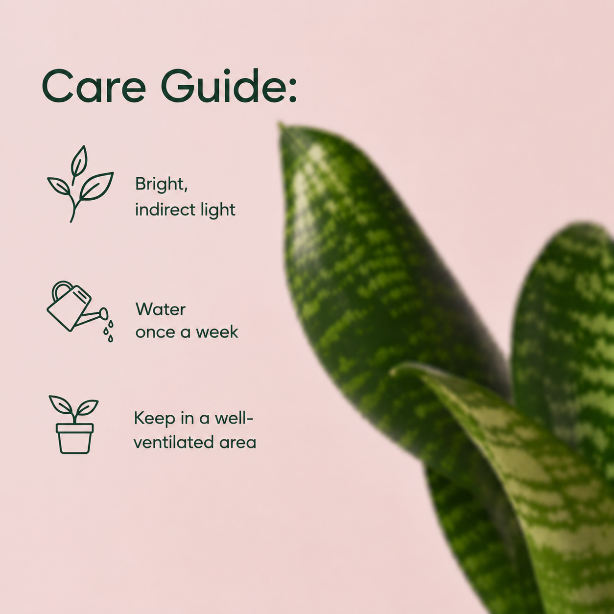 Sansevieria Green Snake Air Purifier Plant