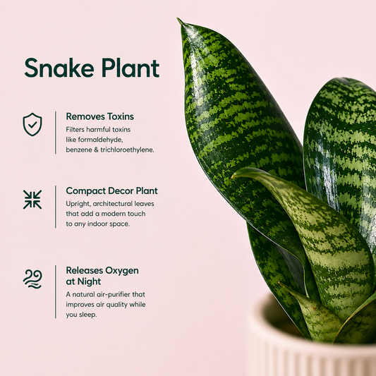 Sansevieria Green Snake Air Purifier Plant