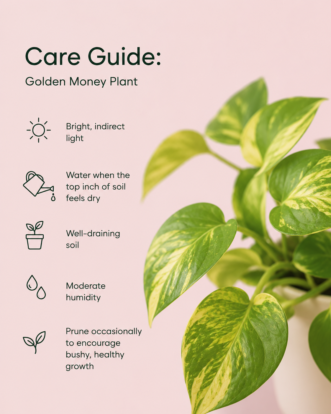 Golden Money Plant