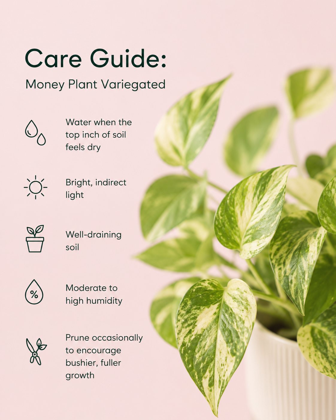 Money Variegated Plant