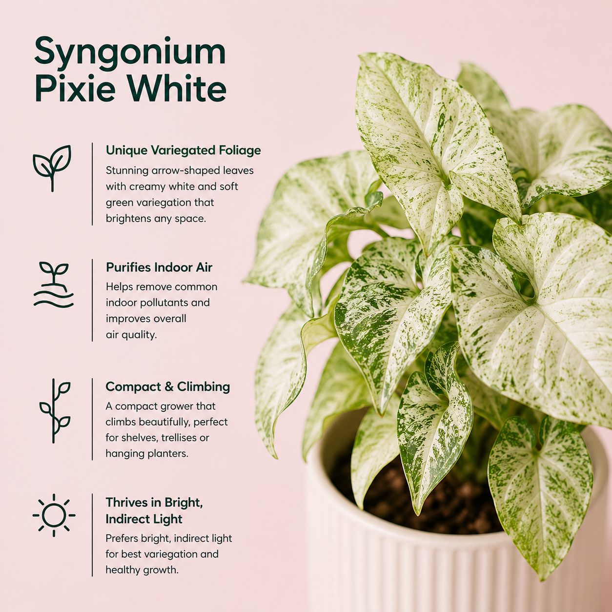 Syngonium Pixie White