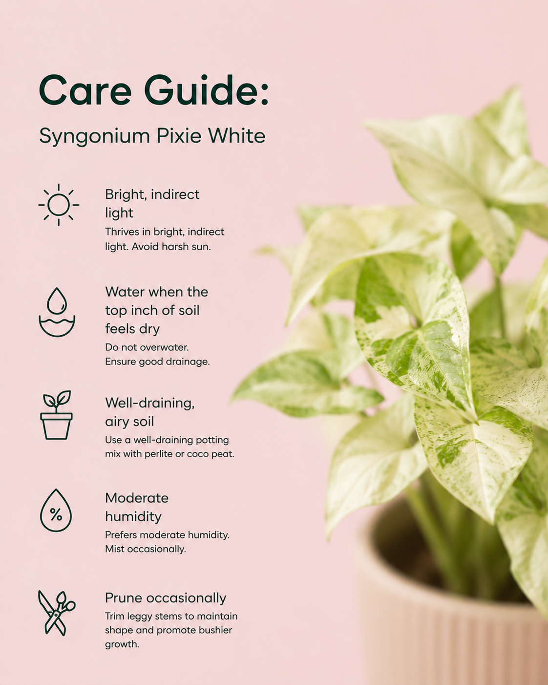 Syngonium Pixie White