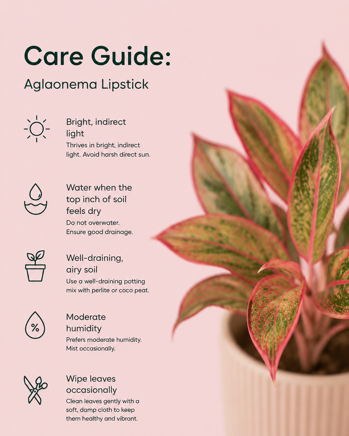 Aglaonema Lipstick Plant
