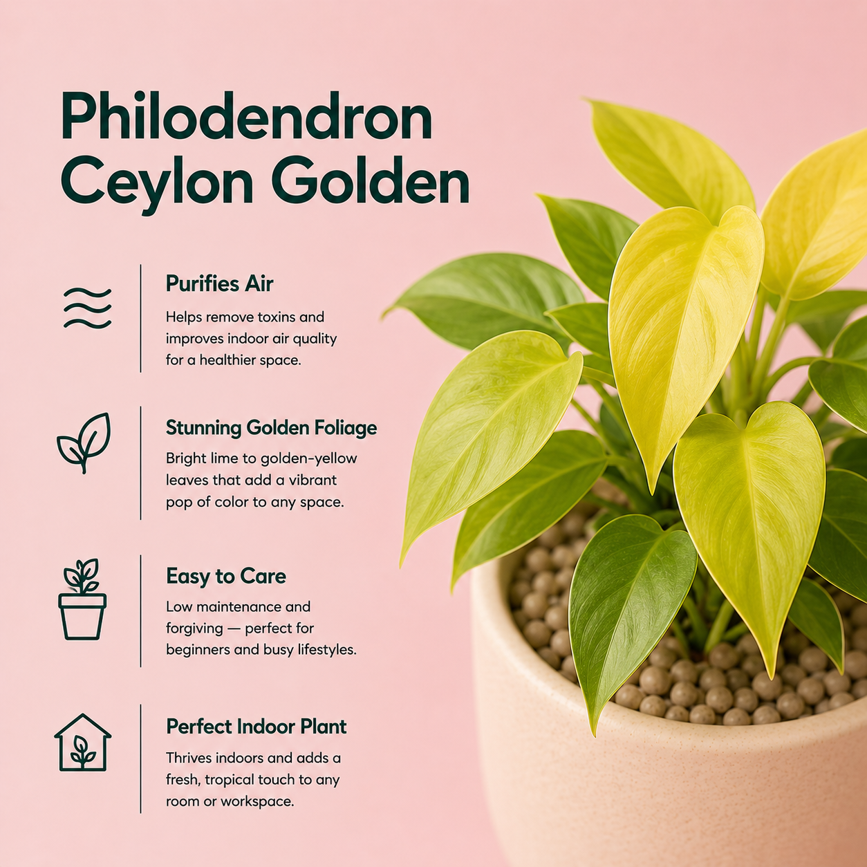 Philodendron Ceylon Golden