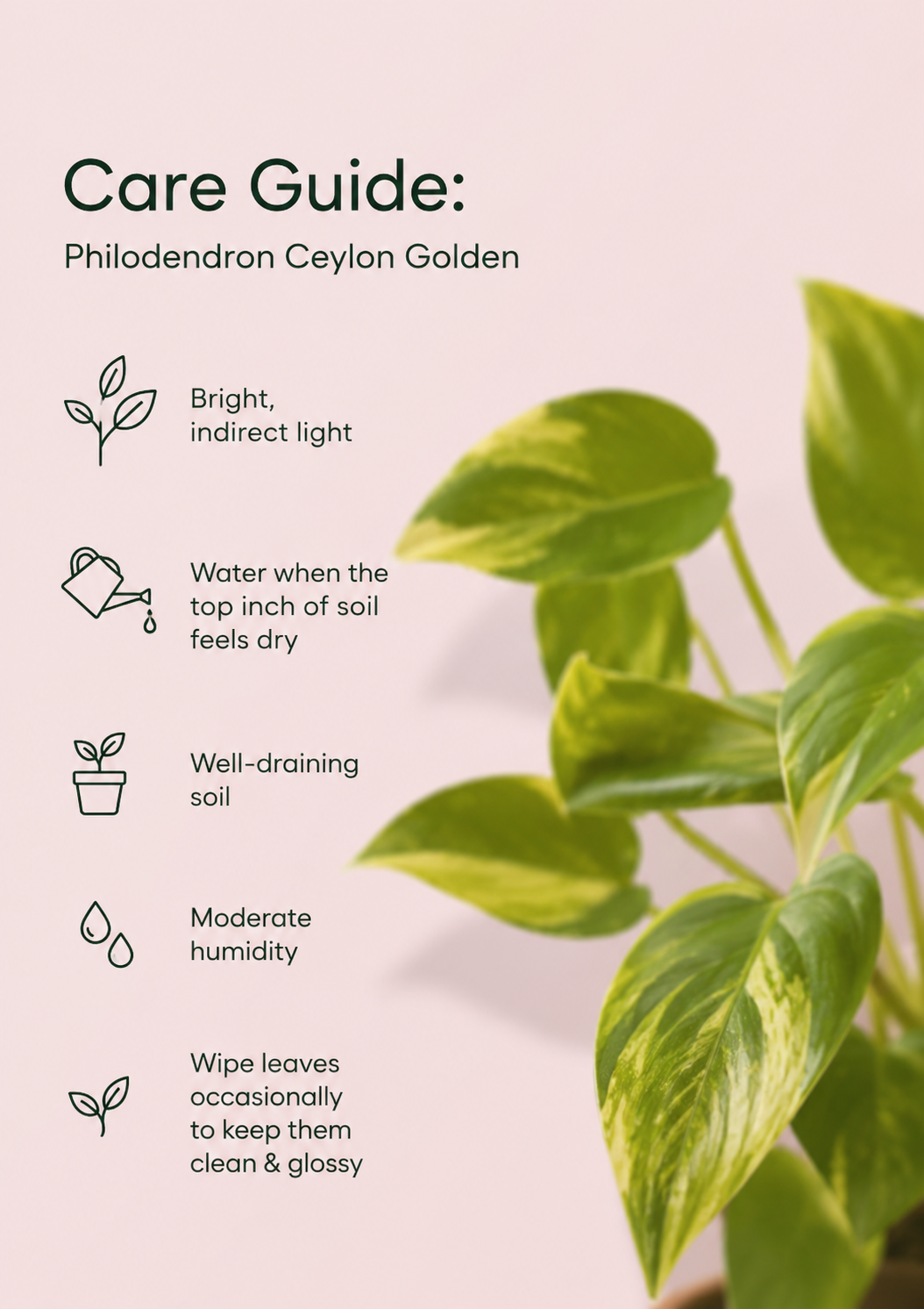 Philodendron Ceylon Golden