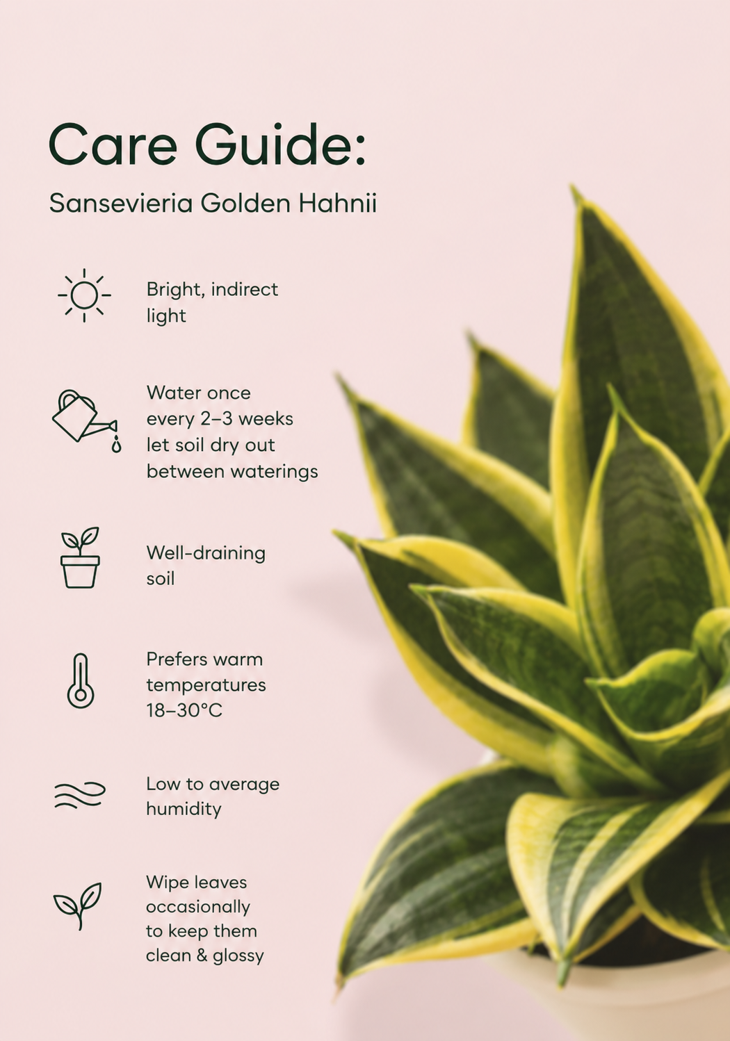 Sansevieria Golden Hahnii Snake Live Plant