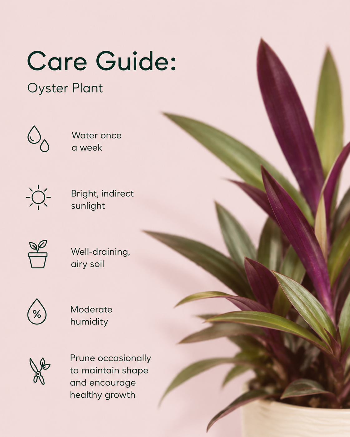 Oyster Plant