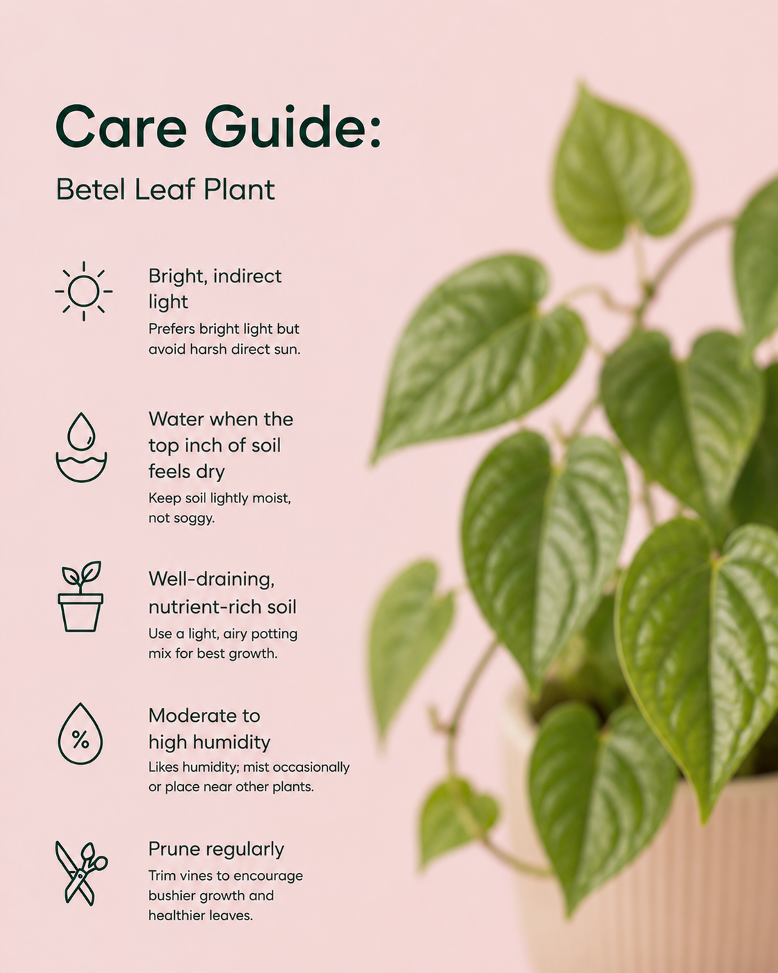 Betel Leaf Plant