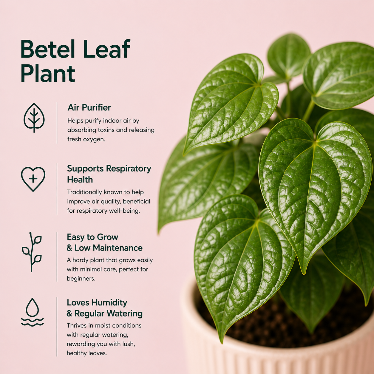 Betel Leaf Plant