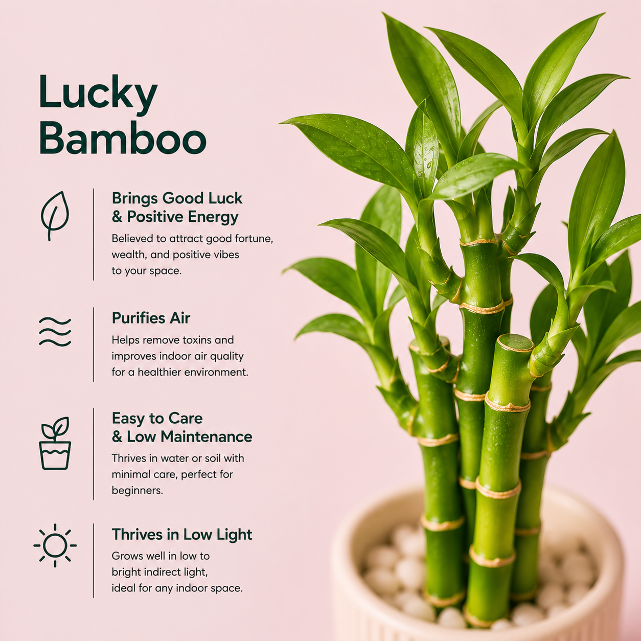 Bamboo Plant -  2 layers
