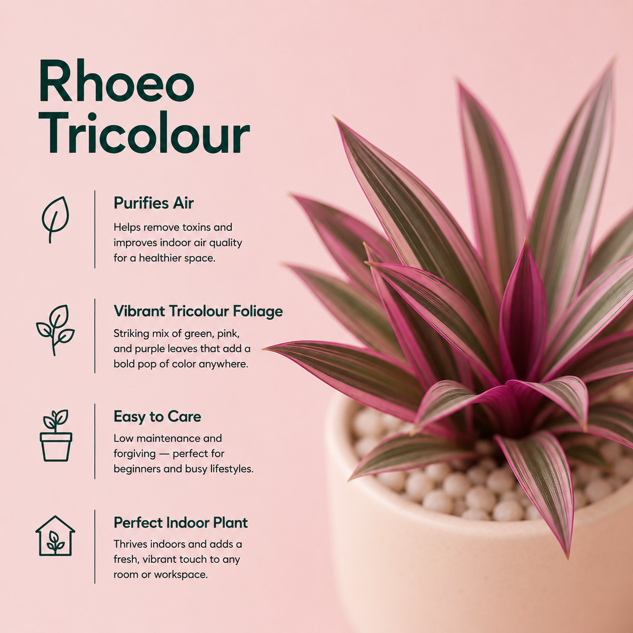 Rhoeo Tricolour Plant