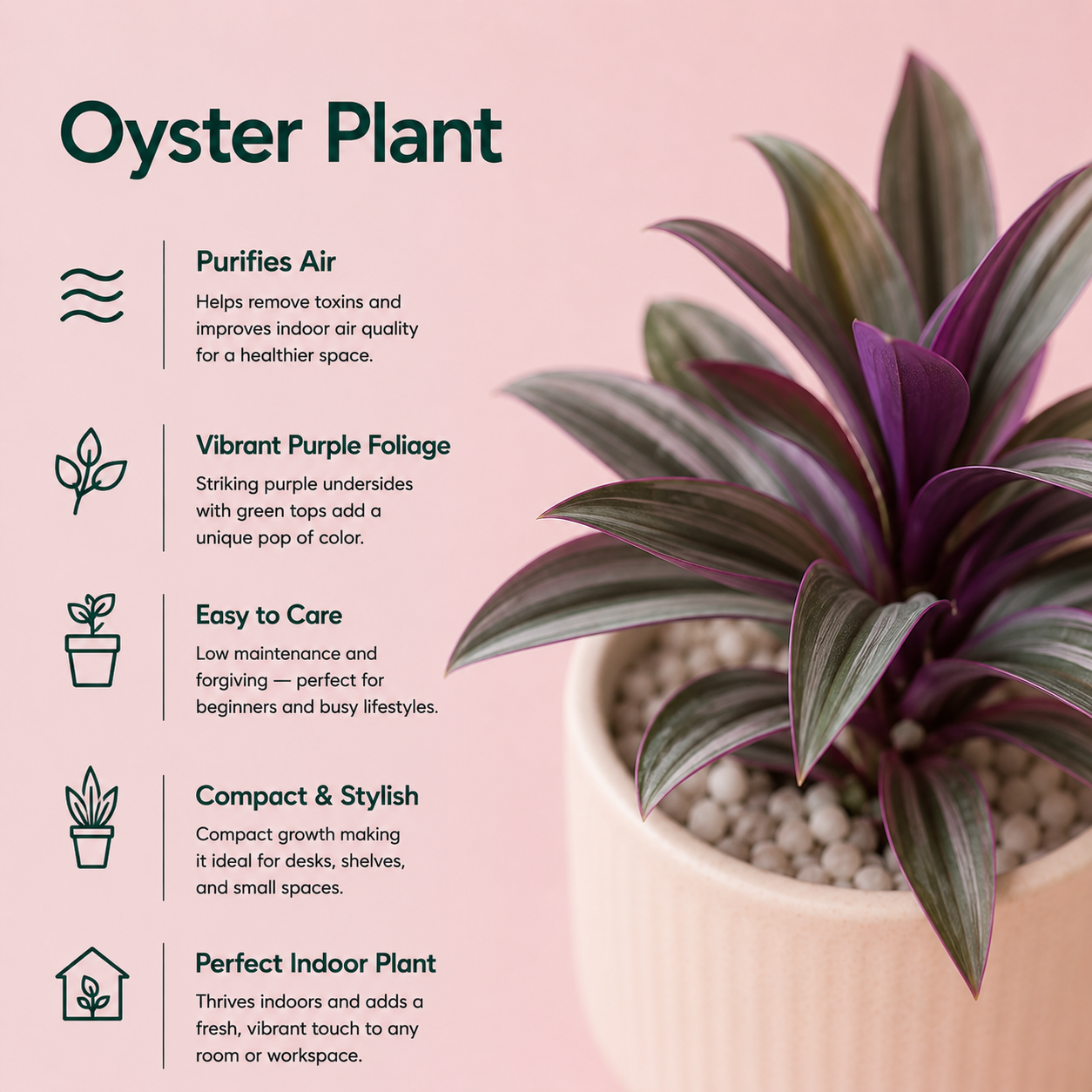 Oyster Plant