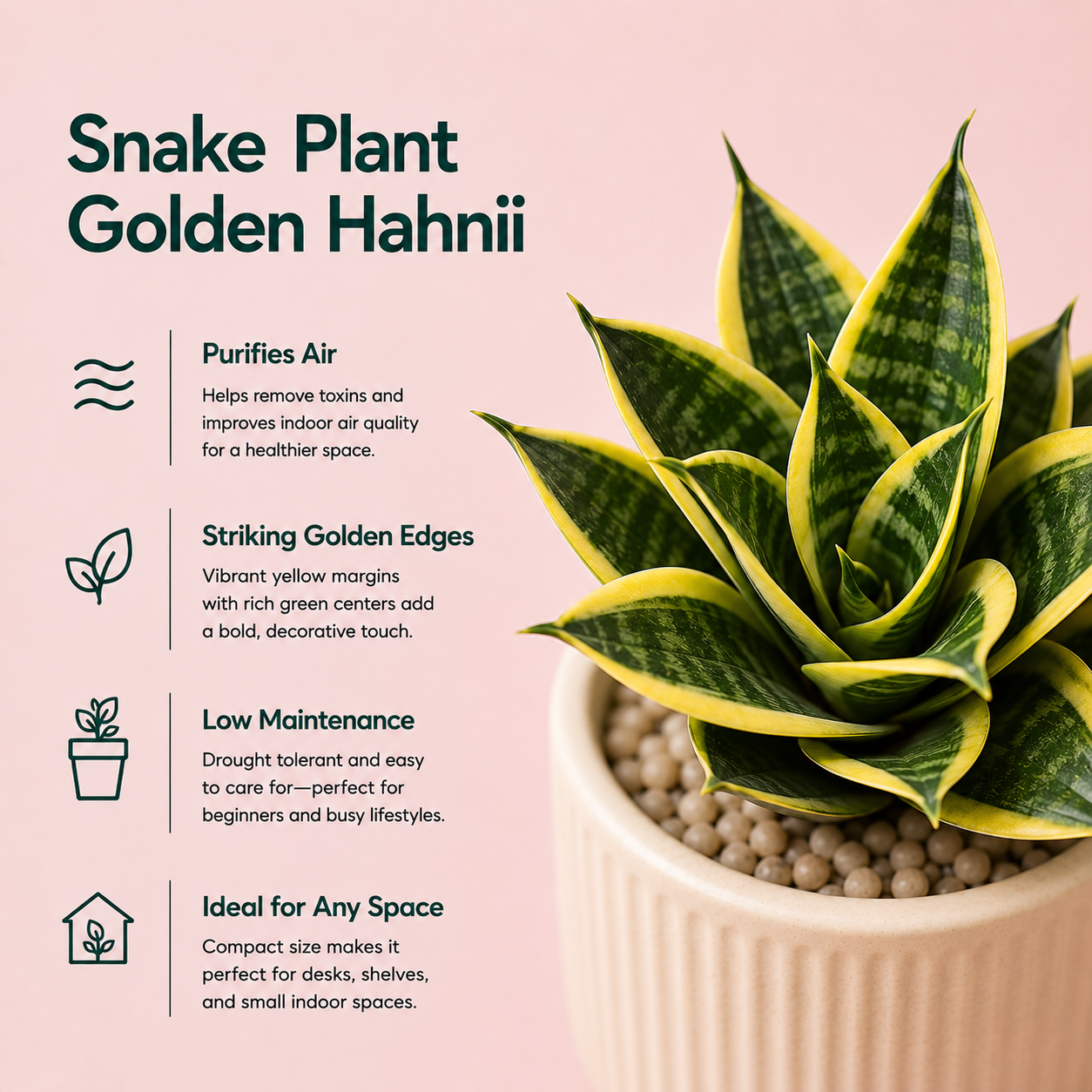 Sansevieria Golden Hahnii Snake Live Plant