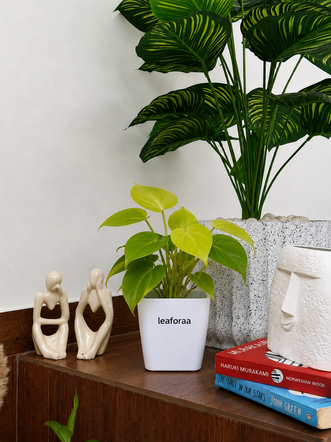 Philodendron Ceylon Golden