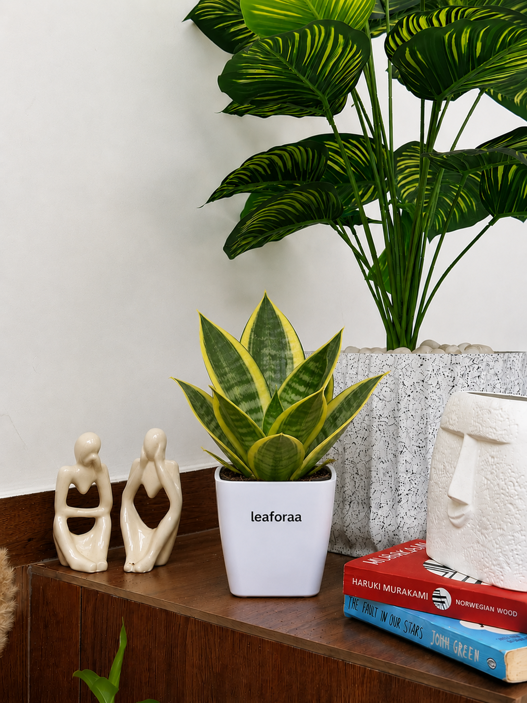 Sansevieria Golden Hahnii Snake Live Plant