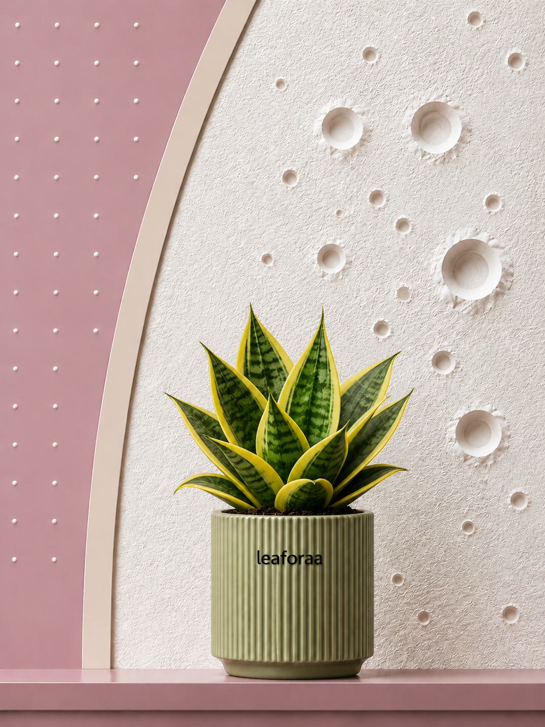 Sansevieria Golden Hahnii Snake Live Plant