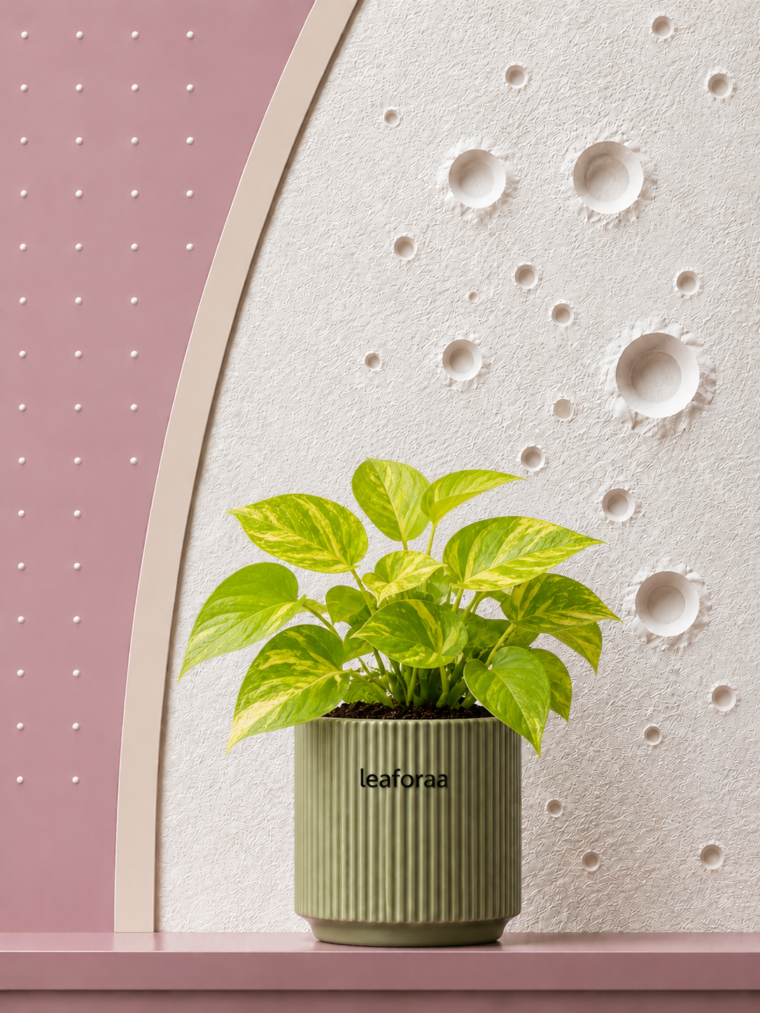 Golden Money Plant