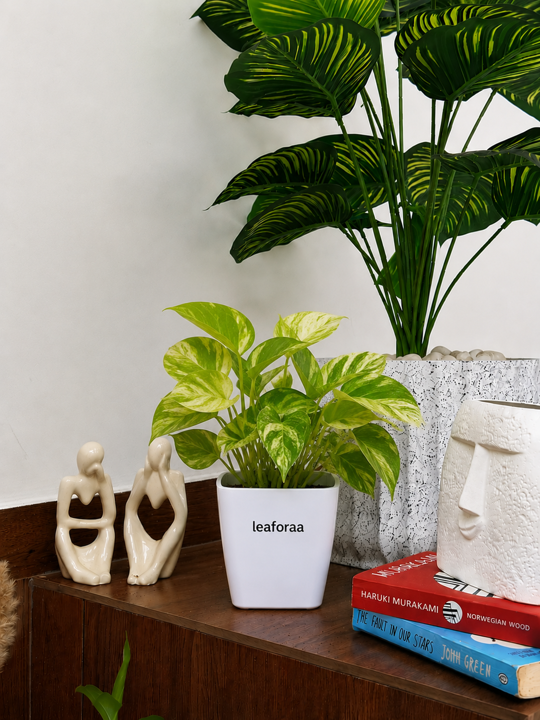 Golden Money Plant