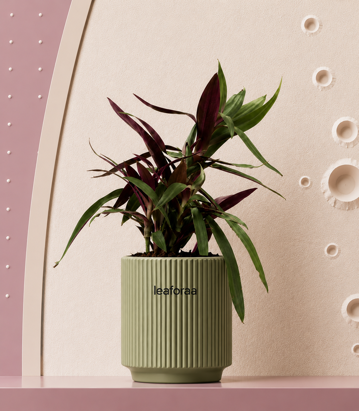 Oyster Plant
