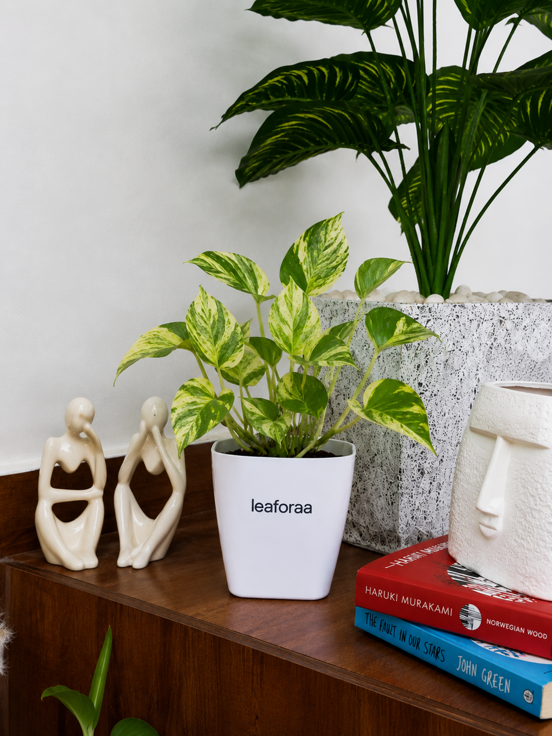 Money Variegated Plant