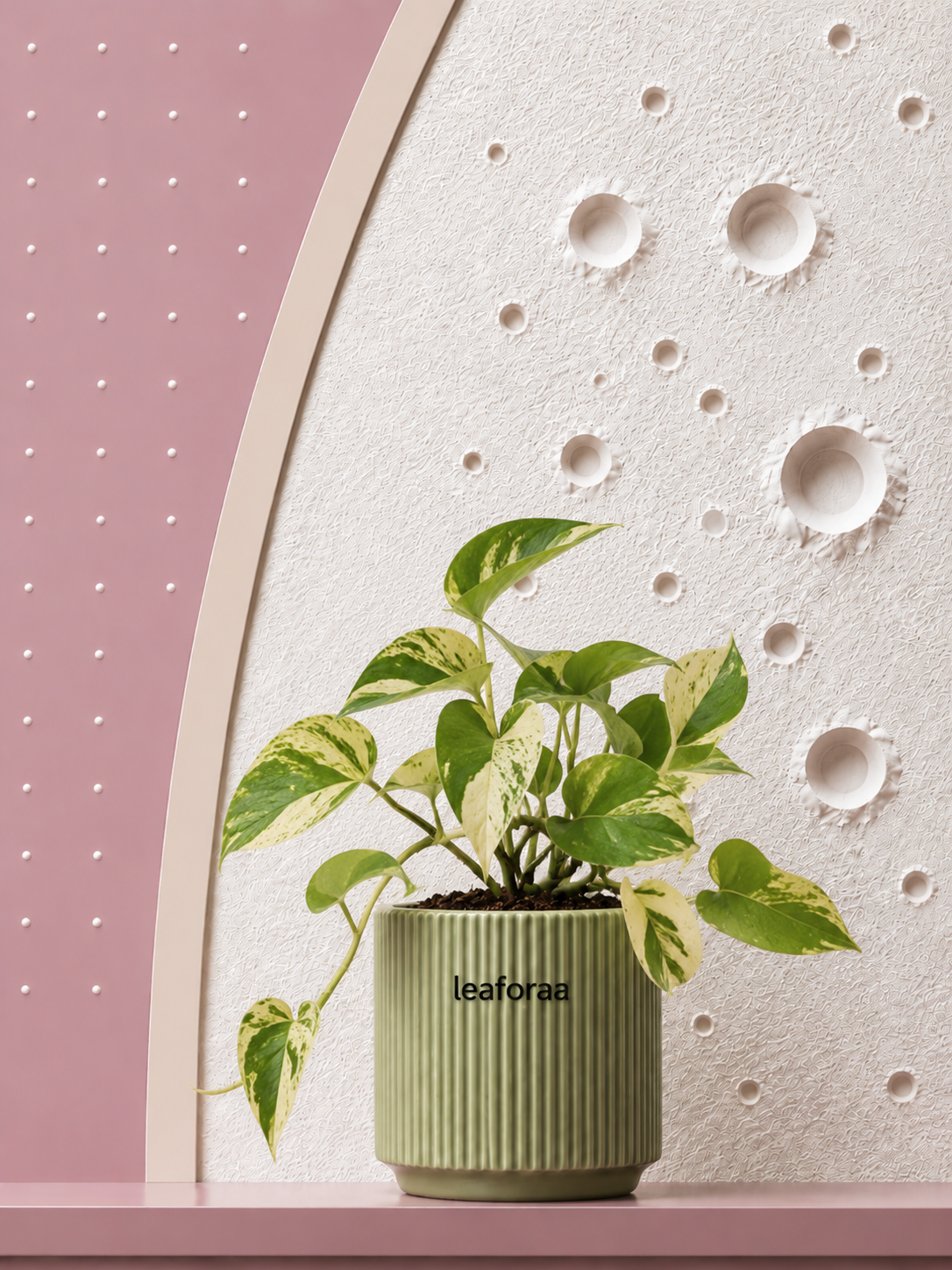 Money Variegated Plant