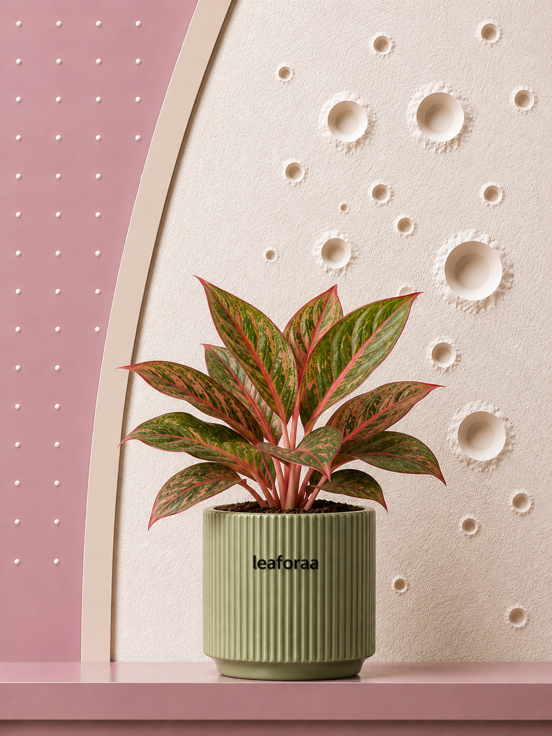 Aglaonema Lipstick Plant
