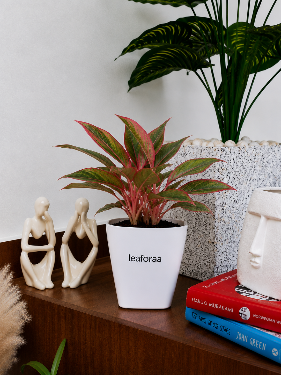 Aglaonema Lipstick Plant