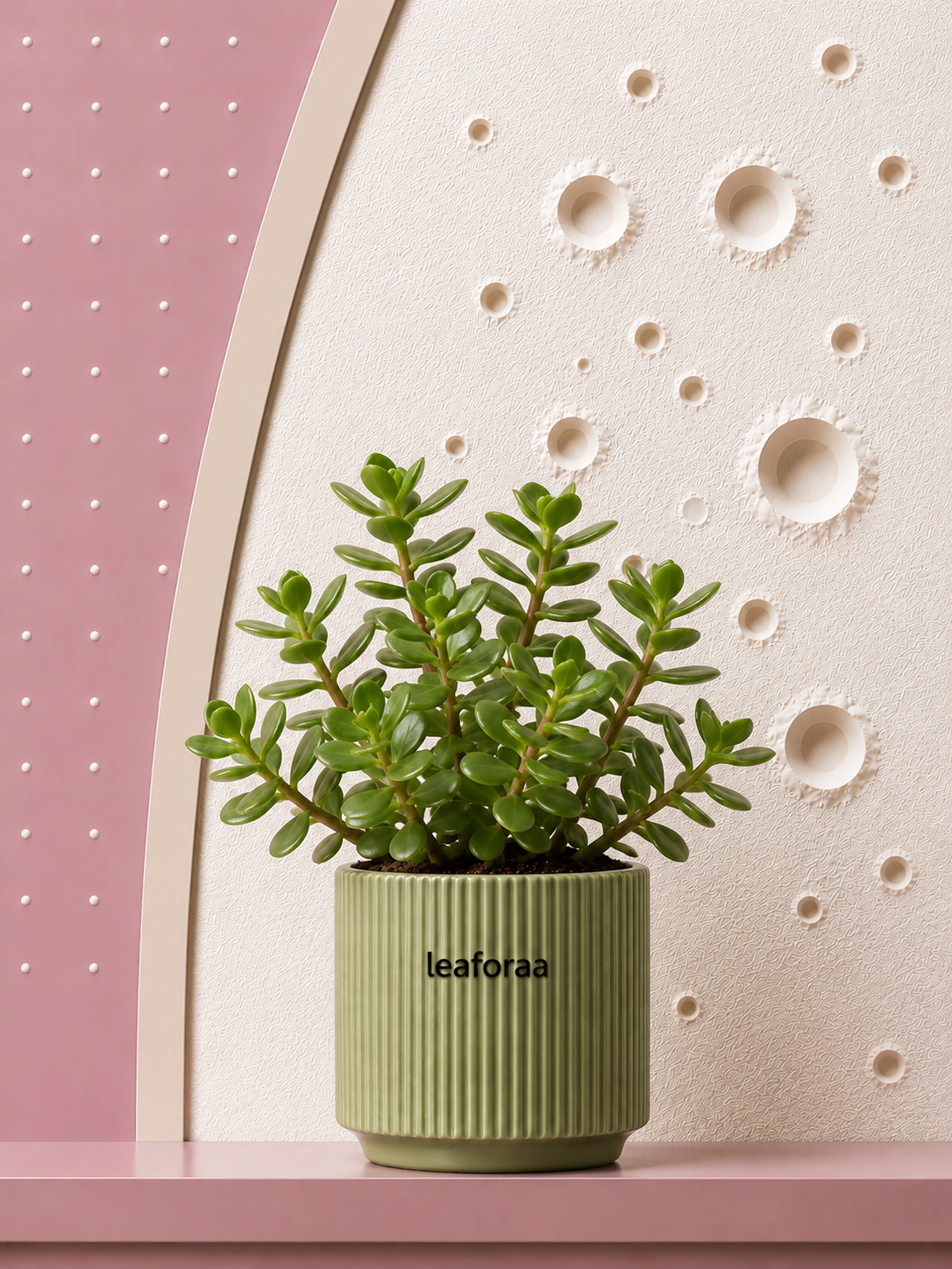 Lucky Jade Plant