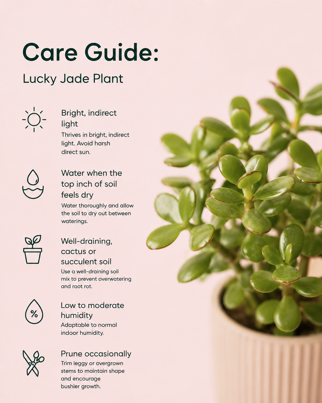 Lucky Jade Plant