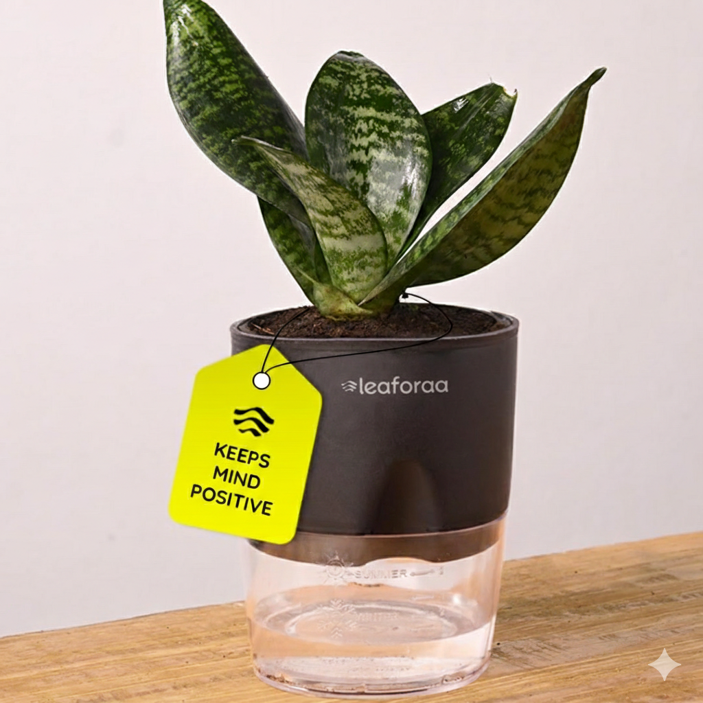 Leaforaa Sansevieria Green Snake Air Purifier Plant with Self Watering –  leaforaa
