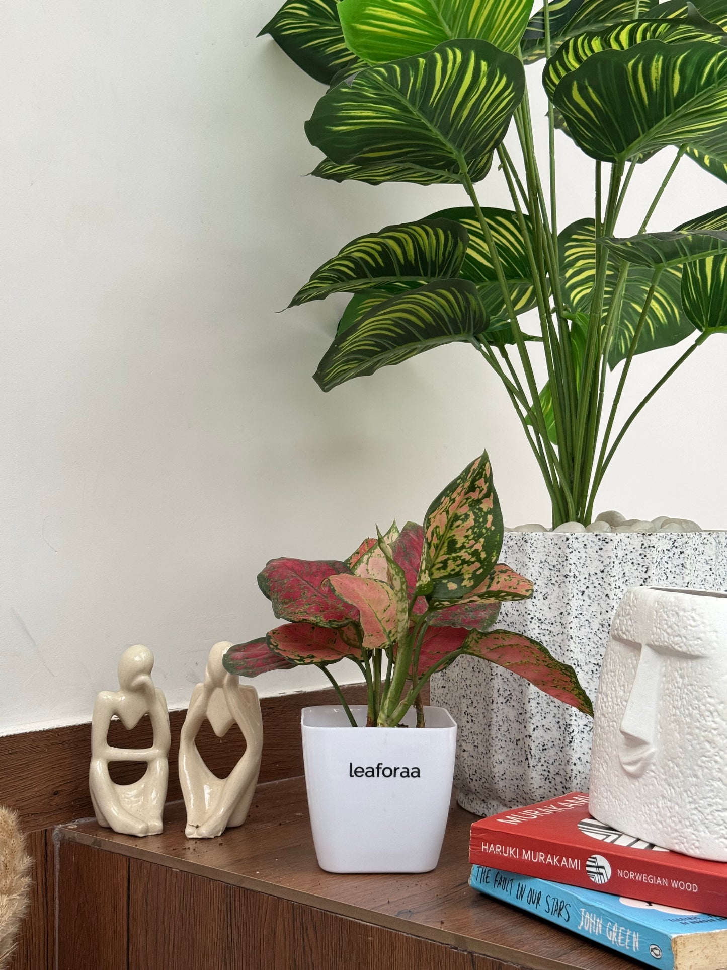 Aglaonema Lipstick Plant
