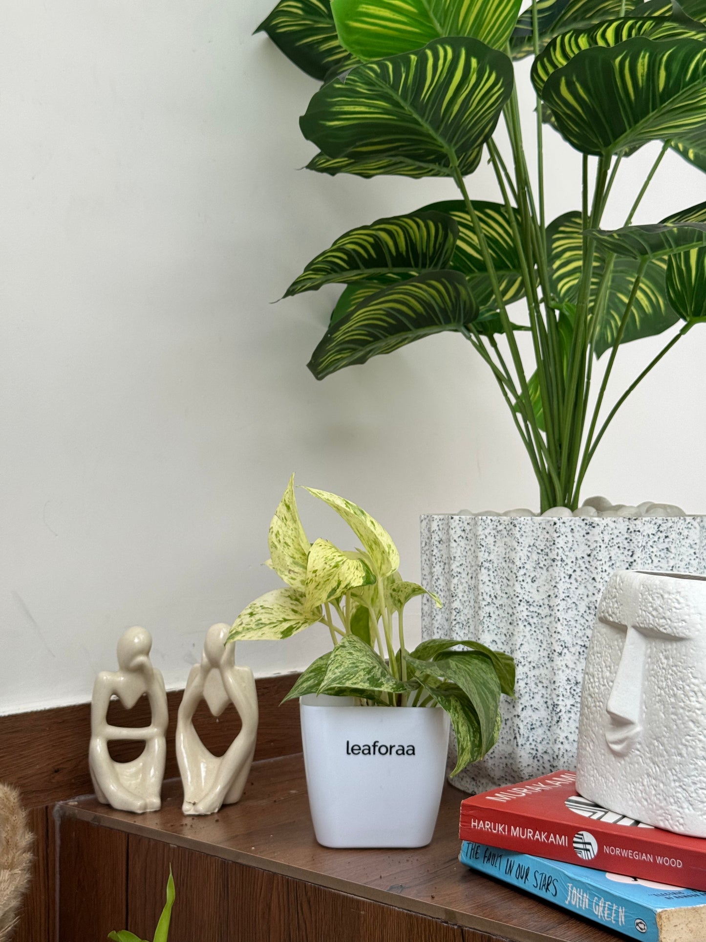 Money Variegated Plant