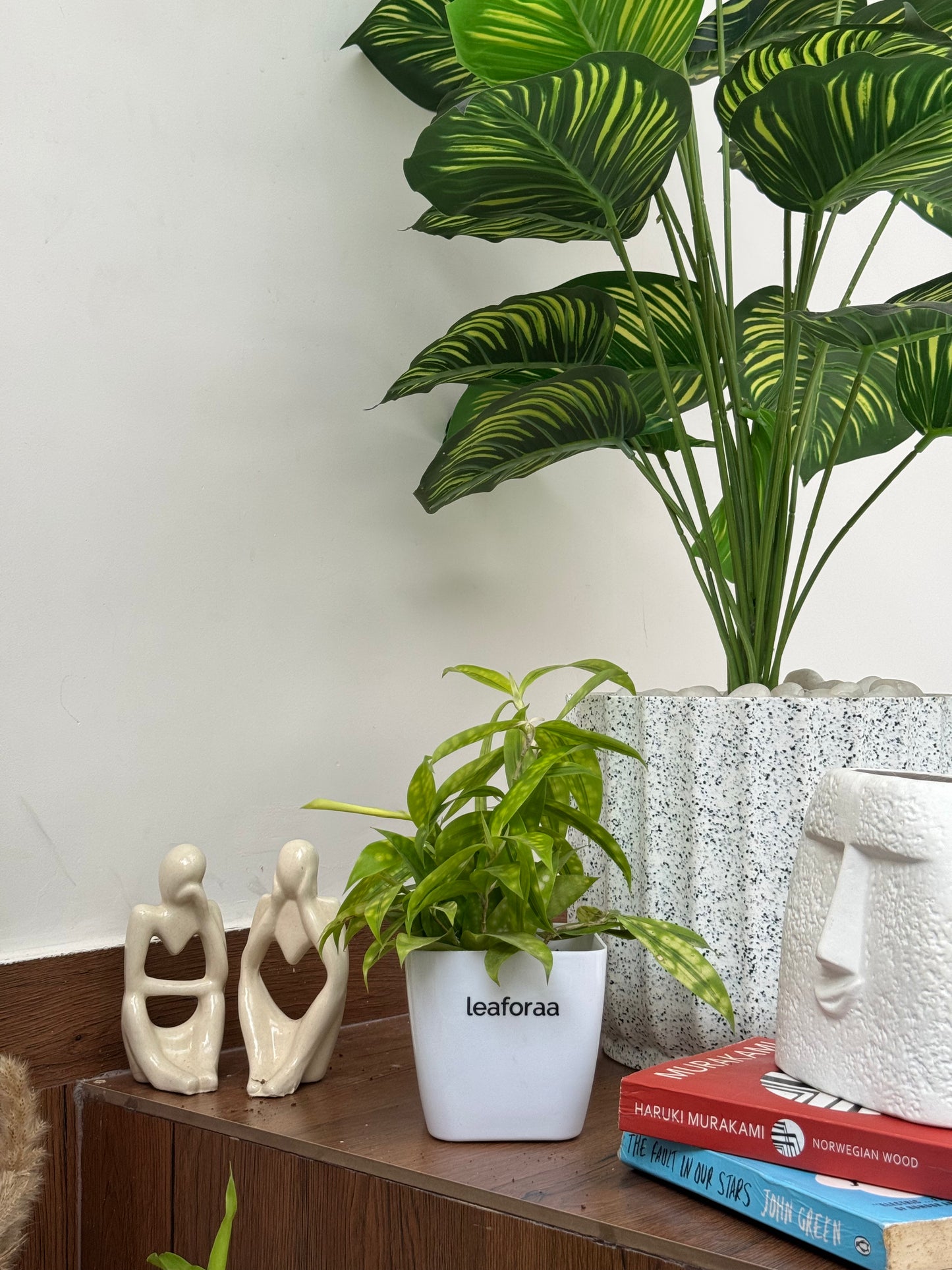 Syngonium Pixie White