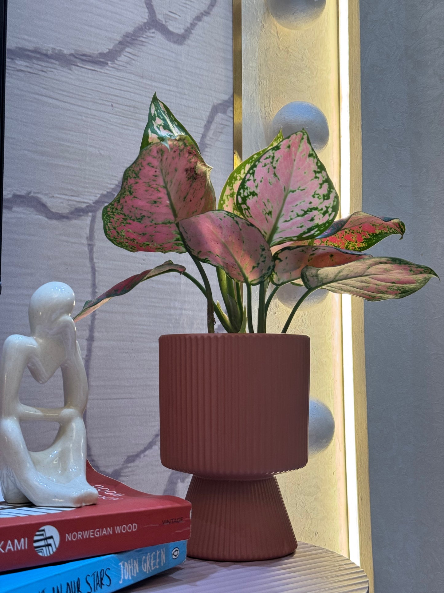 Aglaonema Lipstick Plant