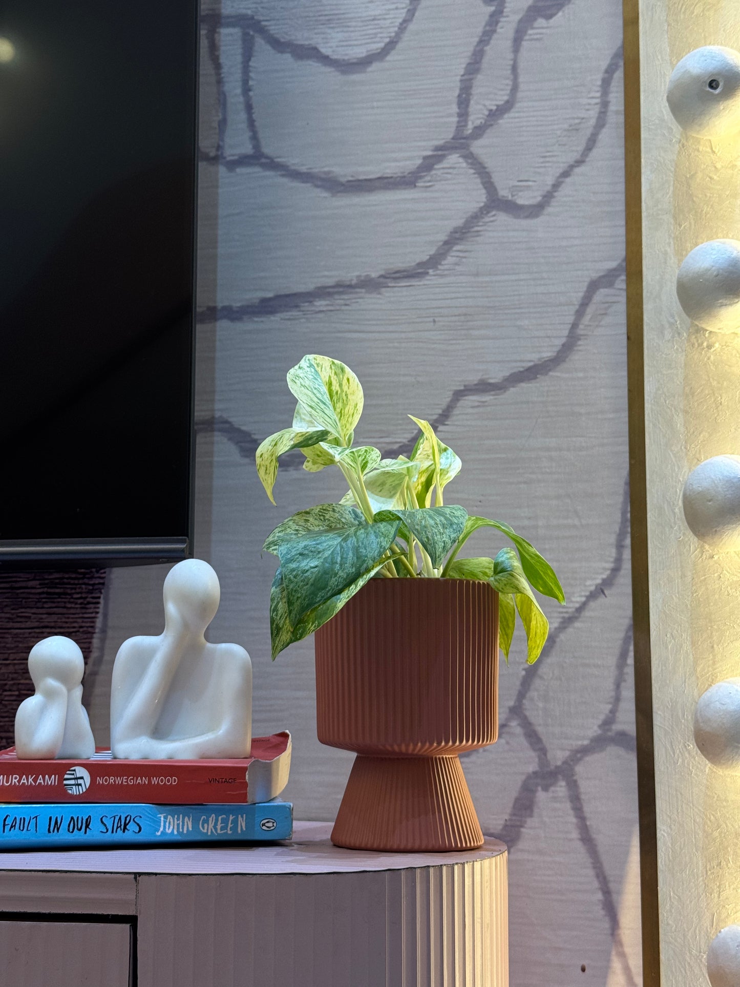 Money Variegated Plant