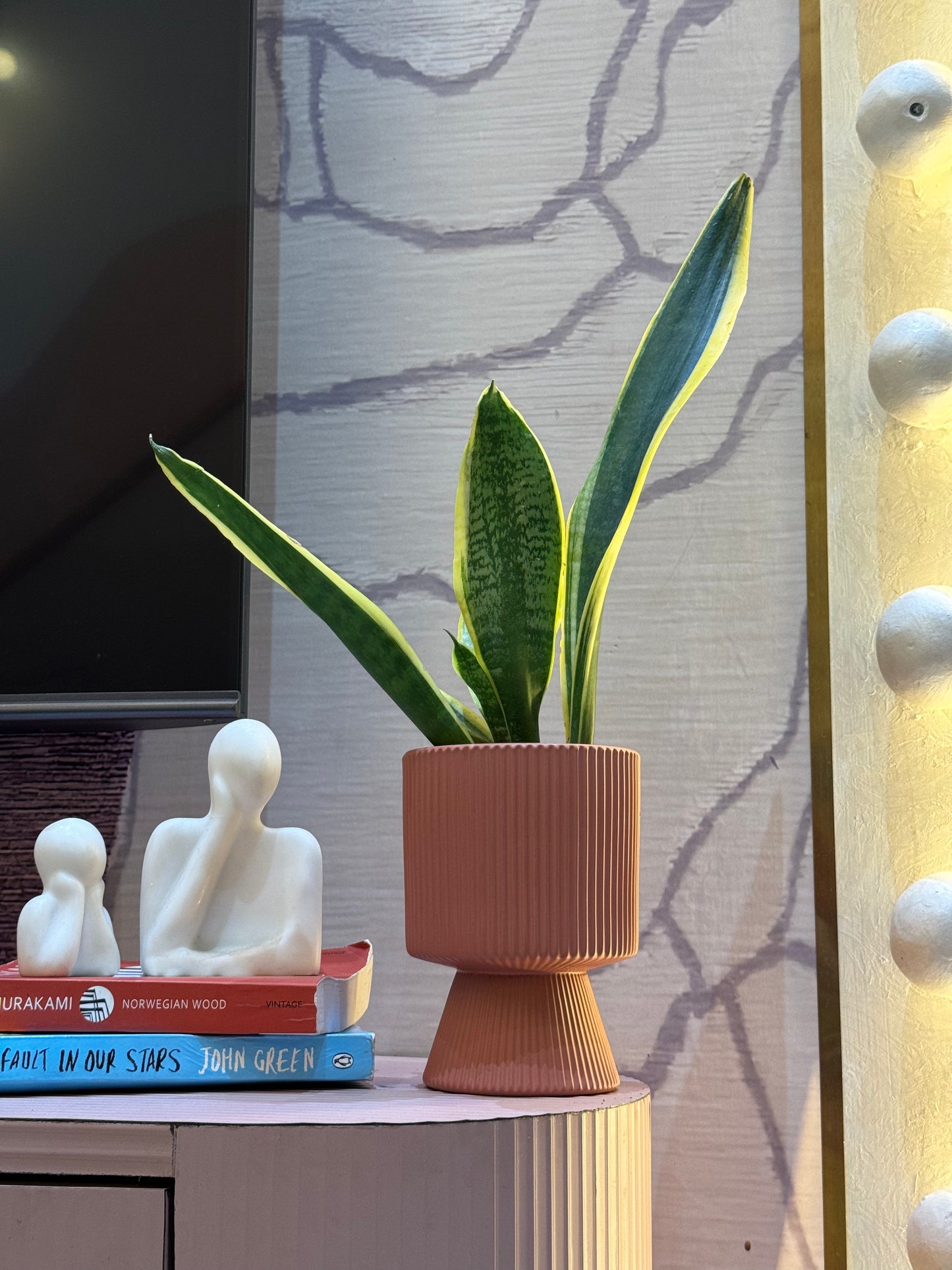 Sansevieria Green Snake Air Purifier Plant