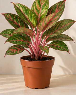 Illustrative product photo for Aglaonema Lipstick